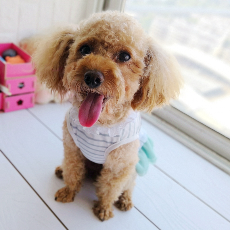 Cheap On Sale Pet Dress For Do - Baby Products On Sale review and price